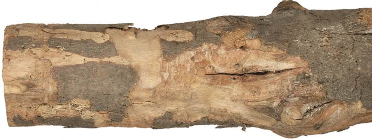 aab Kréta Ficus.JPG